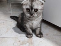 Scottish fold dişi 2 aylık