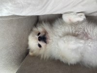 Klinik Borcu Karşılığında Pomeranian