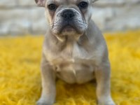 Lilak tan french bulldog dişi kızımız