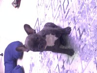 Yavru bebiş aşıları tam french bulldog