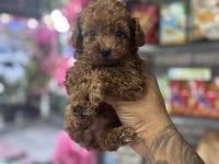 Bebek yüz Orjinal ister Kore ister toy poodle bebekler