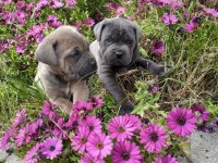 BLUE CANE CORSO YAVRULARI
