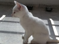 3 aylık erkek ankara kedisi yavru