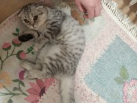 Güzel scottish fold kızımızı sahiplendiriyoruz