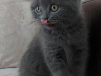 2 aylık scottish fold yavru kedilerimiz