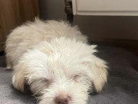 Acil maltese terrier köpeği