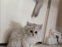 SAFKAN BRİTİSH MALZEMELERİYLE 2 YAVRU 1 DİŞİ 1 ERKEK
