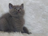 SAFKAN BRİTTİSH SHORTHAİR