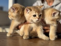 En güzel golden british shorthair yavrularımız