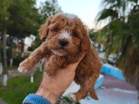 Poodle köpeğimizin tüm aşıları yapıldı