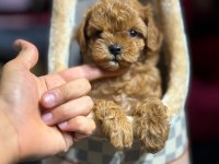 Teacup Maltipoo yavrular