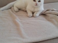 British shorthair uygun kedimiz