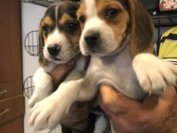 Beagle yavruları