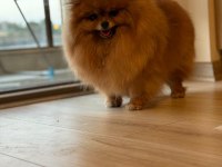 Pomeranian BOO DİŞİ (TÜRKİYEDE DAHA İYİSİ YOK)