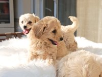 A kalite maltipoo bebekler