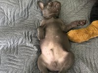 ERKEK 4 AYLIK FRENCH BULLDOG TÜM AŞILARI YAPILDI