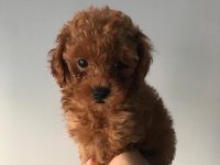 pati ver poodle sizler için burada