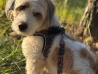 Tibetan terrier köpeğimiz