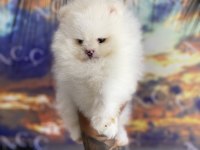 Irk ve sağlık garantili pomeranian