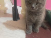 3 Tane Safkan Scottish Fold