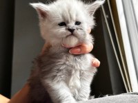 Xxl Şampiyon Kan Hattı Maine Coon Yavruları Şecereli