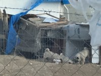 2 dişi ve 1 erkek pug