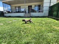 ÜST DÜZEY VASIFLI KANGAL YAVRULARI İZMİR