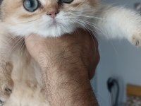 Çok Güzel Akua Gözlü Safkan Golden Kedimiz