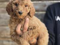 Giant (dev) poodle yavruları burkemden