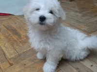 Maltese terrier iki aylıklar