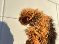 Kıvırcık tüy yumağı toy poodle oğlumuz
