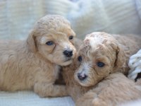 MİNİ MALTİPOO KÖPEKLER
