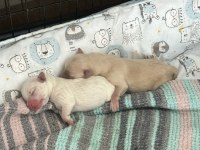 15 Mart Doğumlu Anne 2.5 kg Şivava
