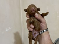 TEACUP TOY POODLE BEBEKLERİM