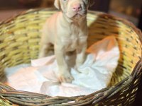 Albino doberman