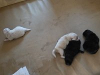 Muhteşem pomeranian minik ayıcıklar yuvanıza uğur getirecek