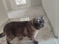 British shorthair 2 yaşında erkek