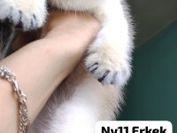 Golden British Shorthair Yavrular