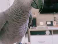 Çok evcil insan seçmez konuşan Jako papağanı