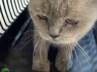 British shorthair sinbamıza yuva arıyoruz