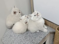 Point British Shorthair Kız Kardeşler