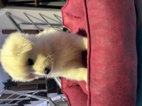 Samoyed Yavruları 50 Günlük