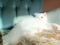 Türkiyenin en iyilerinden İran persian