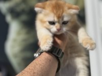 Ankarada ziyarete açık golden scottish fold yavrumuz