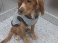 English cocker yavrularımız sahiplendirilecektir