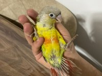 FULL EVCİL KONUR PAPAĞANI 81 İLE GÖNDERİM VAR