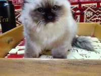Ragdoll seal mitted erkek yavrum ailesini arıyor