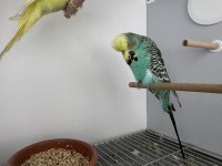 ŞOV JUMBO ÇİFT MUHABBET KUŞU