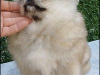 Kaliteli Tip Pomeranian Boo Erkek Yavrular