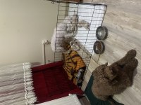 4 ADET MALTİPOO 2 DİŞİ 2 ERKEK 5 GÜNLÜK